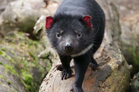 1-Hour Tasmanian Devil Feeding Day Tour At Cradle Mountain - Find Attractions 1