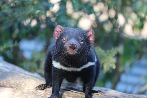 1-Hour Tasmanian Devil Feeding Day Tour At Cradle Mountain - Find Attractions 5