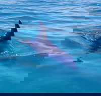 Dolphin and Seal Watching Eco Boat Cruise Mornington Peninsula - Find Attractions
