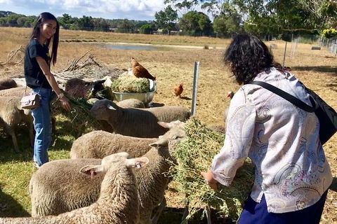Feed The Animals At Heritage Farm - Find Attractions 3