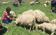 Feed The Animals At Heritage Farm - thumb 5