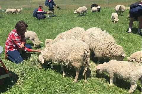 Feed The Animals At Heritage Farm - Find Attractions 5