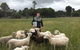 Feed The Animals At Heritage Farm - thumb 0