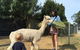 Feed The Animals At Heritage Farm - thumb 2