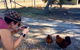 Feed The Animals At Heritage Farm - thumb 1