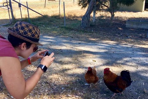 Feed The Animals At Heritage Farm - Find Attractions 1