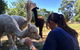 Feed The Animals At Heritage Farm - thumb 4
