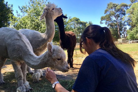 Feed The Animals At Heritage Farm - Find Attractions 4