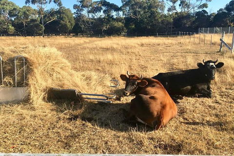 Feed The Animals At Heritage Farm - Find Attractions 7