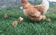 Feed The Animals At Heritage Farm - thumb 6