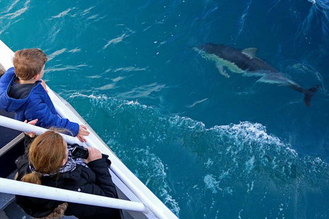 Dolphin & Whale Cruise - Find Attractions 0