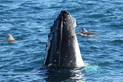 Dolphin & Whale Cruise - Find Attractions 3
