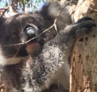 Towerhill Wildlife Tour - Find Attractions