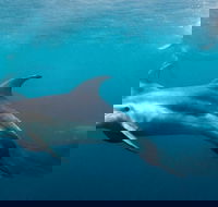 Private 2 Hour Dolphin and Seal Swim Mornington Peninsula - Find Attractions