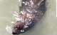 Warrnambool Wanderer Tour - thumb 5