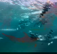 Half-Day Mornington Peninsula Dolphin and Seal Swim from Sorrento - Find Attractions