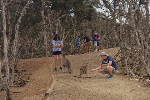 Phillip Island Penguin And Wildlife Tour - Find Attractions 34