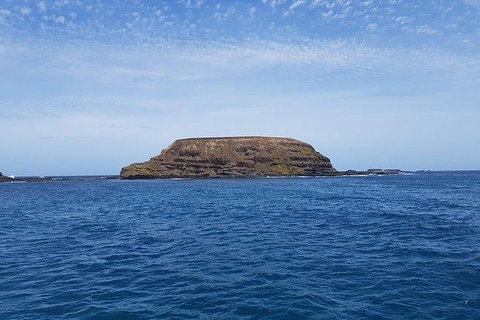 Phillip Island Penguin And Wildlife Tour - Find Attractions 17