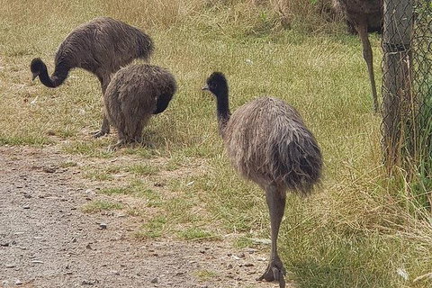 Phillip Island Penguin And Wildlife Tour - Find Attractions 32