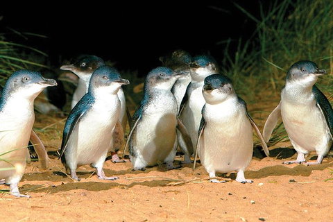 Phillip Island Penguin And Wildlife Tour - Find Attractions 0