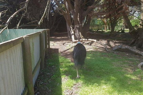 Phillip Island Penguin And Wildlife Tour - Find Attractions 5