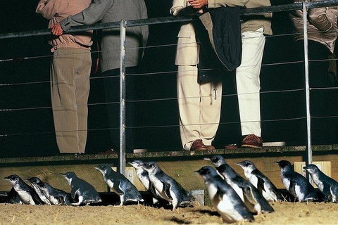 Phillip Island Penguin And Wildlife Tour - Find Attractions 20