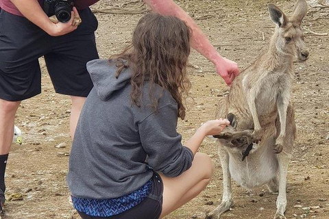 Phillip Island Penguin And Wildlife Tour - Find Attractions 12