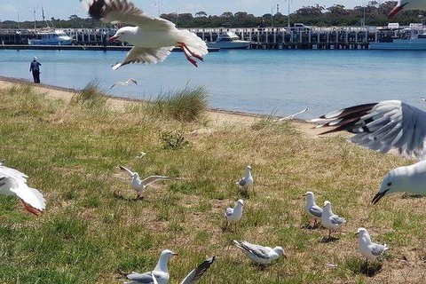 Phillip Island Penguin And Wildlife Tour - Find Attractions 1