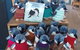 Phillip Island Penguin And Wildlife Tour - thumb 27