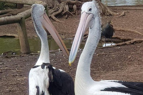 Phillip Island Penguin And Wildlife Tour - Find Attractions 6