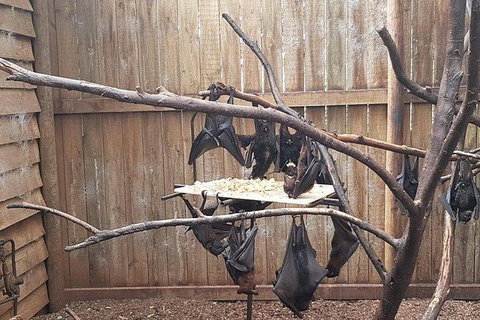 Phillip Island Penguin And Wildlife Tour - Find Attractions 31