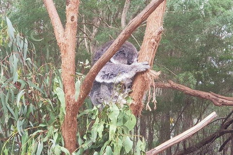 Phillip Island Penguin And Wildlife Tour - Find Attractions 16