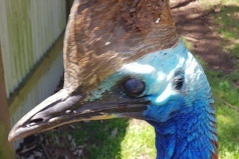 Phillip Island Penguin And Wildlife Tour - Find Attractions 19