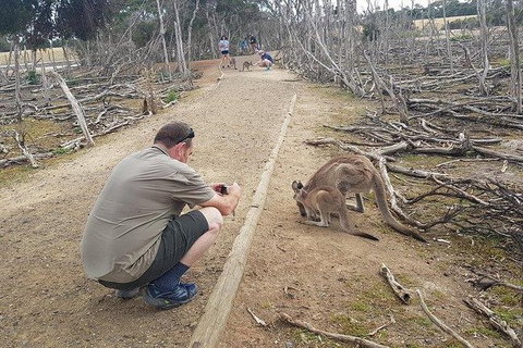Phillip Island Penguin And Wildlife Tour - Find Attractions 30