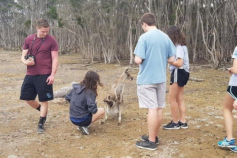 Phillip Island Penguin And Wildlife Tour - Find Attractions 3