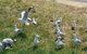 Phillip Island Penguin And Wildlife Tour - thumb 9