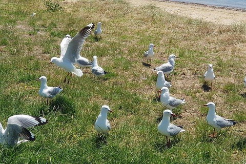 Phillip Island Penguin And Wildlife Tour - Find Attractions 9