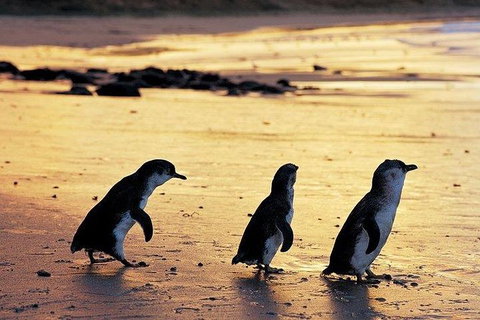 Phillip Island Penguin And Wildlife Tour - Find Attractions 13