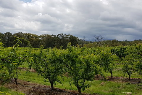 Yarra Valley Wineries And Rayners Orchard Tour From Melbourne - Find Attractions 18