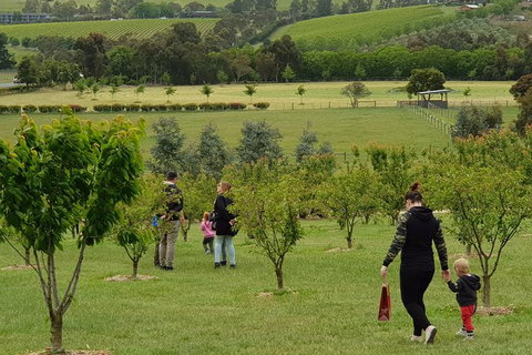 Day Tour Of Yarra Valley Puffing Billy And Rayners Orchard - Find Attractions 36