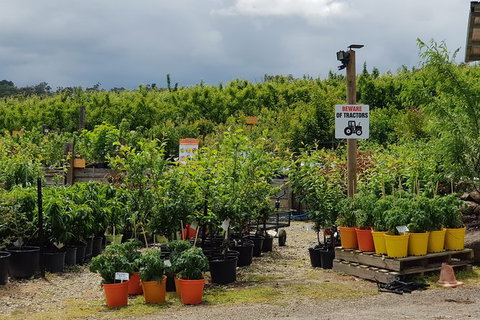 Day Tour Of Yarra Valley Puffing Billy And Rayners Orchard - Find Attractions 46