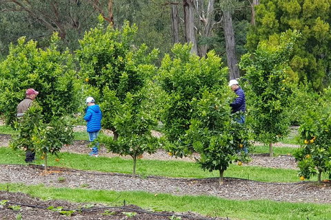 Day Tour Of Yarra Valley Puffing Billy And Rayners Orchard - Find Attractions 1