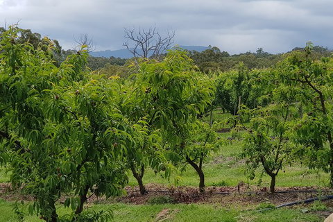 Day Tour Of Yarra Valley Puffing Billy And Rayners Orchard - Find Attractions 41