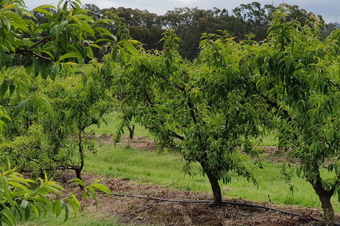 Day Tour Of Yarra Valley Puffing Billy And Rayners Orchard - Find Attractions 49