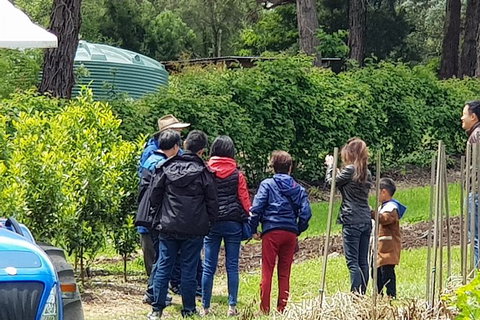 Day Tour Of Yarra Valley Puffing Billy And Rayners Orchard - Find Attractions 16