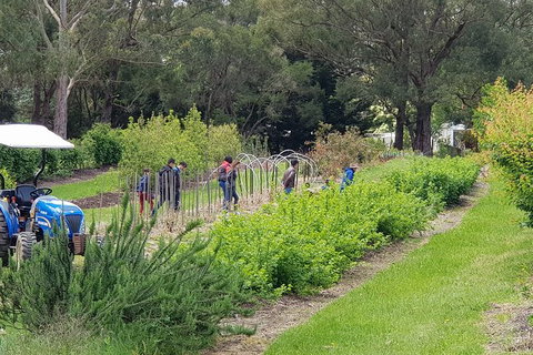 Day Tour Of Yarra Valley Puffing Billy And Rayners Orchard - Find Attractions 29