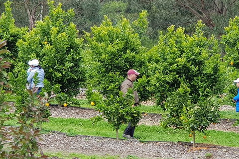 Day Tour Of Yarra Valley Puffing Billy And Rayners Orchard - Find Attractions 34