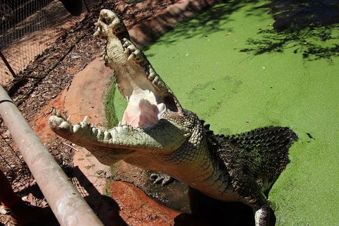 Malcolm Douglas Crocodile Park - Find Attractions 10