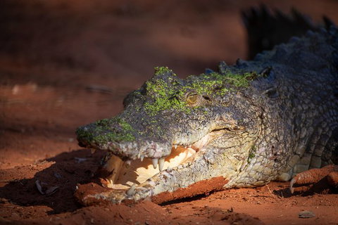 Malcolm Douglas Crocodile Park - Find Attractions 11