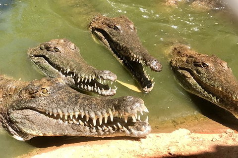Malcolm Douglas Crocodile Park - Find Attractions 5